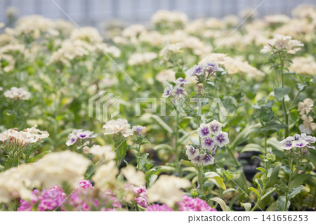 A flower field overflowing with cream, purple, and pink phlox in full bloom. A flower field overflowing with cream, purple, and pink phlox in full bloom. 141656253