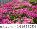 A close-up of a field of phlox flowers in full bloom in pink. 141656254