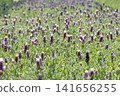 A landscape of fields covered in purple lavender. 141656255