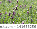 A field of purple lavender blossoms. 141656256