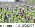 A lavender field photographed from a low angle. 141656257