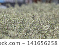 Close-up of a ground cover plant with densely packed variegated leaves. 141656258