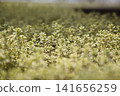 Close-up of a ground cover plant with yellow-green and white variegated leaves. 141656259