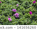 A close-up of a double-flowered purple petunia blooming among green leaves. 141656260