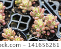 A close-up of a pink succulent plant's new shoot with water droplets on it. 141656261