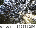 A wide-angle forest landscape looking up at the canopy of a cedar forest. 141656266