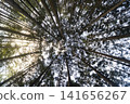 A forest landscape looking up at the canopy of a cedar forest from a different angle. 141656267