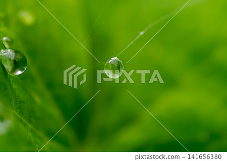 Water droplets on a spider's web after the rain. Water droplets on a spider's web after the rain. 141656380