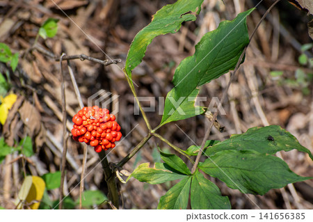 Red berries of Arisaema serratum Red berries of Arisaema serratum 141656385