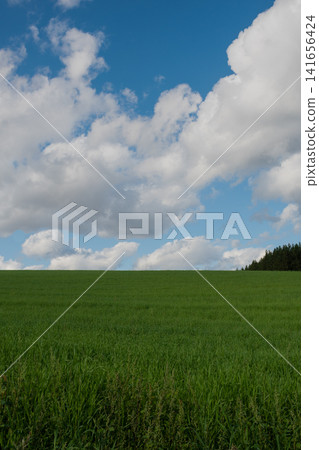 Autumn green meadow and blue sky Autumn green meadow and blue sky 141656424