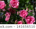 beautiful pink roses carnation type blossoming at cloudy  day. close up 141656510