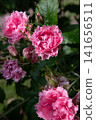 beautiful pink roses carnation type blossoming at cloudy  day. close up 141656511
