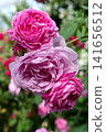 beautiful pink roses blossoming at cloudy  day. close up 141656512