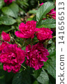 beautiful marsala-pink roses carnation type blossoming at cloudy  day. close up 141656513
