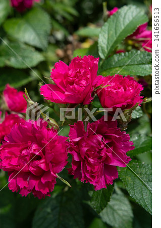 beautiful marsala-pink roses carnation type blossoming at cloudy day. close up beautiful marsala-pink roses carnation type blossoming at cloudy day. close up 141656513