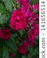 beautiful marsala-pink roses carnation type blossoming at cloudy  day. close up 141656514
