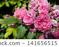 beautiful pink roses carnation type blossoming at cloudy  day. close up 141656515