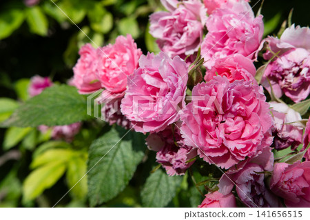 beautiful pink roses carnation type blossoming at cloudy day. close up beautiful pink roses carnation type blossoming at cloudy day. close up 141656515