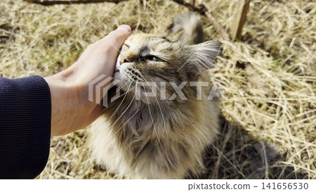 POV of male arm strokes head of cute homeless cat outdoor. Hand of man petting adorable stray kitten at sunny day. Concept of care and love to abandoned animals. Slow motion POV of male arm strokes head of cute homeless cat outdoor. Hand of man petting adorable stray kitten at sunny day. Concept of care and love to abandoned animals. Slow motion 141656530
