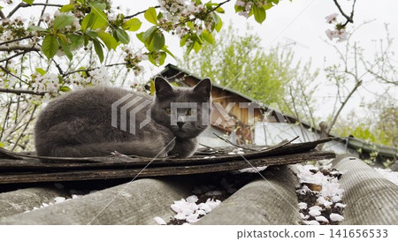 Stray gray cat lies on roof of small rural structure, calmly observing its surroundings. Scene highlights kitty lives outdoor without home, resting in quiet environment while adapting to street life Stray gray cat lies on roof of small rural structure, calmly observing its surroundings. Scene highlights kitty lives outdoor without home, resting in quiet environment while adapting to street life 141656533