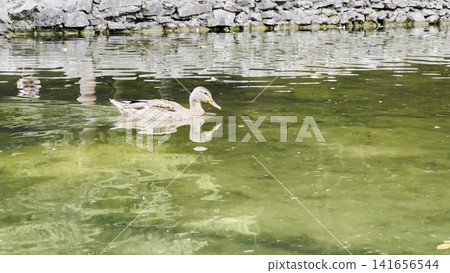 Brownish duck swimming on a calm lake during a sunny summer day. The birds move gently across the water surface, reflecting bright sunlight and creating a peaceful natural wildlife scene Brownish duck swimming on a calm lake during a sunny summer day. The birds move gently across the water surface, reflecting bright sunlight and creating a peaceful natural wildlife scene 141656544