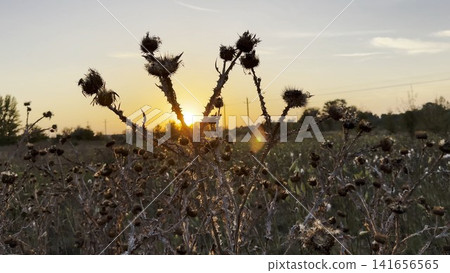 Close up view of dry spiky plants with beautiful sunset at background. Warm morning light illuminates withered stems creating calm and natural scene. The scene captures quiet and solitude Close up view of dry spiky plants with beautiful sunset at background. Warm morning light illuminates withered stems creating calm and natural scene. The scene captures quiet and solitude 141656565
