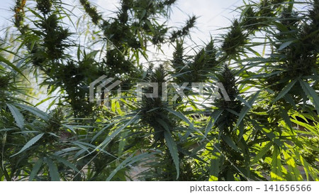 Lush cannabis plants illuminated by warm sunlight at background. Green leaves highlighted by natural backlight creating vibrant summer atmosphere. Image represents botanical growth and cultivation Lush cannabis plants illuminated by warm sunlight at background. Green leaves highlighted by natural backlight creating vibrant summer atmosphere. Image represents botanical growth and cultivation 141656566