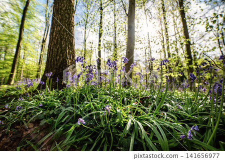 Blossoming lovely spring violet-blue forest flowers - common bluebells or hyacinthoides, Belgium Blossoming lovely spring violet-blue forest flowers - common bluebells or hyacinthoides, Belgium 141656977
