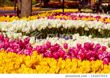 Emirgan Park, Istanbul Emirgan Park, Istanbul 141657014