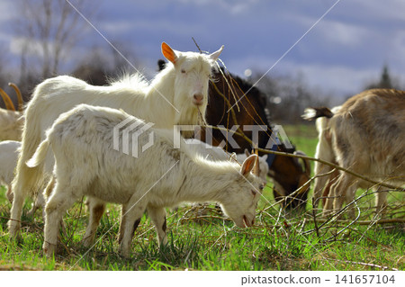 A herd of goats is grazing on a green meadow of different colors. They are grazing on a green meadow. They are eating grass and running around the field. A herd of goats is grazing on a green meadow of different colors. They are grazing on a green meadow. They are eating grass and running around the field. 141657104