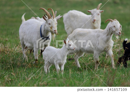 A herd of goats with a small white kid on a green meadow. A herd of goats with a small white kid on a green meadow. 141657109