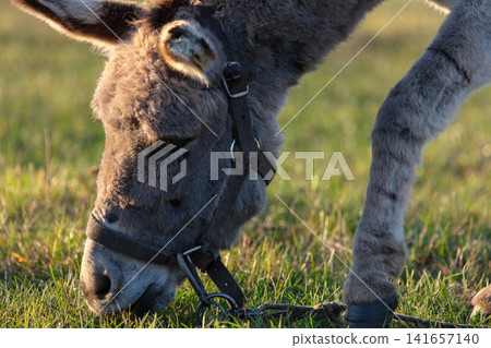 Close-up of the muzzle of a grey shaggy donkey. Close-up of the muzzle of a grey shaggy donkey. 141657140