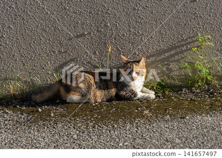 A calico cat is sitting there, basking in the sunlight and glaring at me. A calico cat is sitting there, basking in the sunlight and glaring at me. 141657497