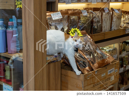 cat in shop cat in shop 141657509