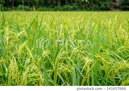 Close-up of rice plants in Toraja, Sulawesi, Indonesia Close-up of rice plants in Toraja, Sulawesi, Indonesia 141657668