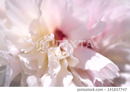 Abstract background with macro close up selective focus of peony flower petals. Abstract background with macro close up selective focus of peony flower petals. 141657747