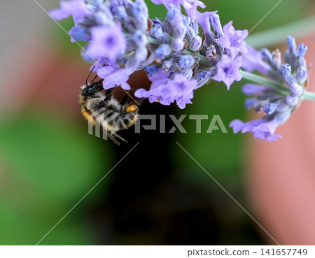 Macro close up of the bee on the lavender flower with copy space. Honeybee collecting nectar from the lavender flower. Macro close up of the bee on the lavender flower with copy space. Honeybee collecting nectar from the lavender flower. 141657749