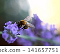 Macro close up of the bee on the lavender flower with copy space. Honeybee collecting nectar from the lavender flower. 141657751