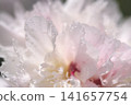 Abstract background with macro close up selective focus of peony flower petals.  141657754