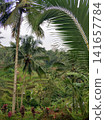 Panorama of green rice fields with palm trees on the tropical island of Bali. 141657784