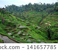 Panorama of green rice fields with palm trees on the tropical island of Bali. 141657785