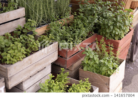 Fresh herbs in wooden crates at a market stall Fresh herbs in wooden crates at a market stall 141657804