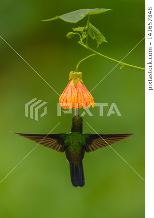 Male gorgeted sunangel hovers under flower drinking Male gorgeted sunangel hovers under flower drinking 141657848