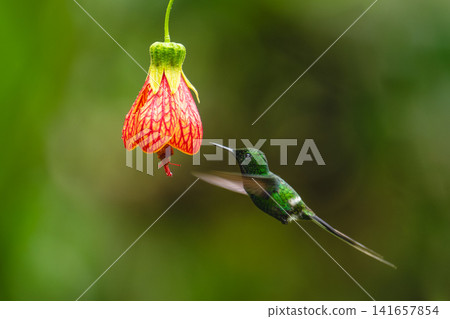 Male green thorntail hovers near red-and-yellow flower Male green thorntail hovers near red-and-yellow flower 141657854