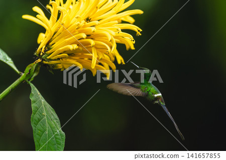 Male green thorntail hovers under yellow flower Male green thorntail hovers under yellow flower 141657855