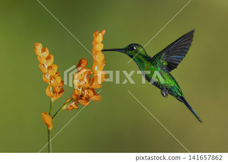 Male green-crowned brilliant feeds on orange flower Male green-crowned brilliant feeds on orange flower 141657862