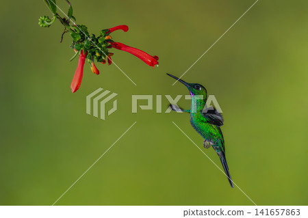 Male green-crowned brilliant hovers below Cape fuchsia Male green-crowned brilliant hovers below Cape fuchsia 141657863