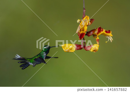 Male purple-bibbed whitetip hovers near Mysore trumpetvine Male purple-bibbed whitetip hovers near Mysore trumpetvine 141657882