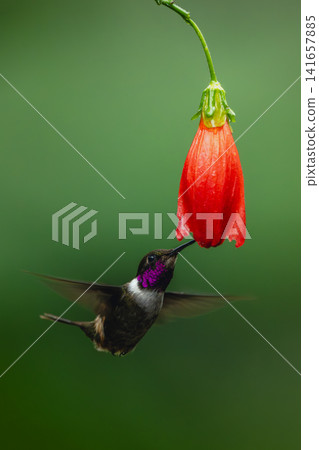 Male purple-throated woodstar hovers below red flower Male purple-throated woodstar hovers below red flower 141657885