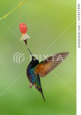 Male velvet-purple coronet drinks hovering under flower Male velvet-purple coronet drinks hovering under flower 141657894